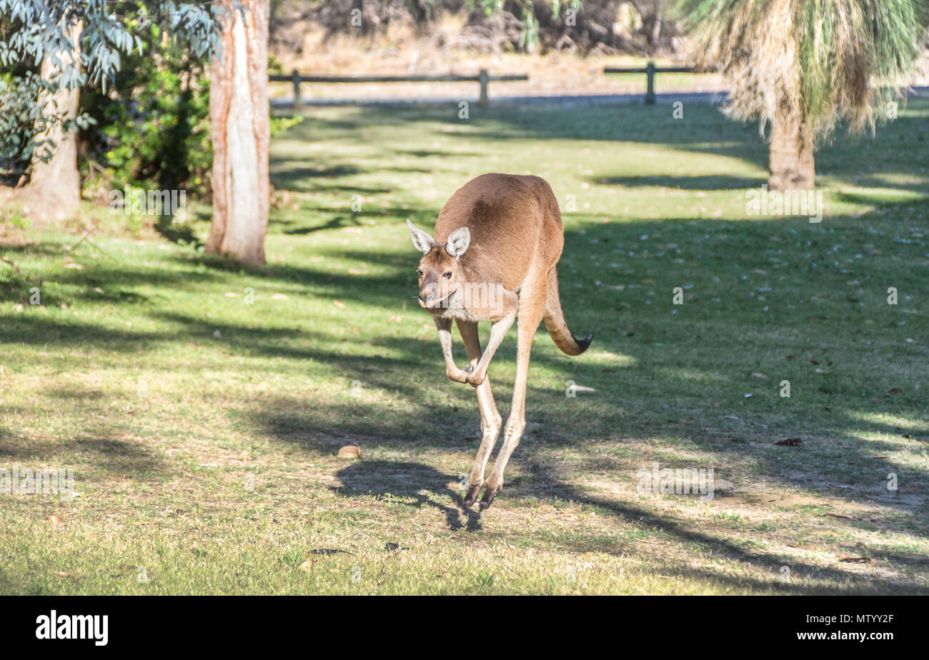 Canguro grigio occidentale (Macropus fuliginosus melanops) che salta in un parco, Perth, Australia Occidentale, Australia Foto Stock