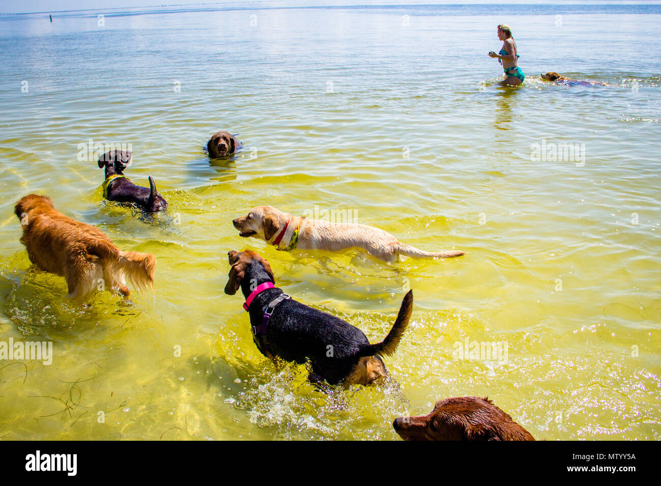 Donna in oceano con un gruppo di cani, Fort de Soto, Florida, Stati Uniti Foto Stock