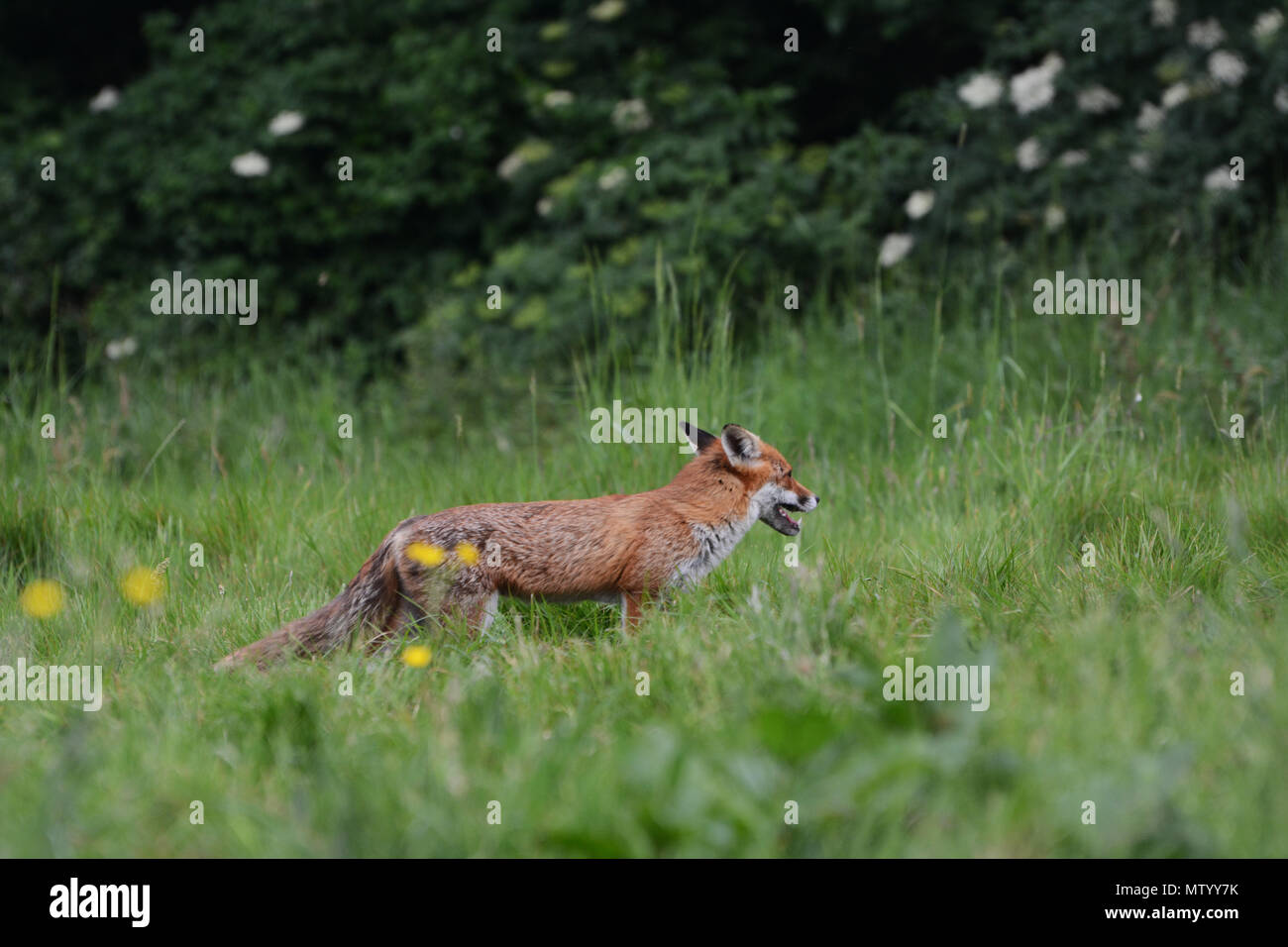Fox rurale Foto Stock