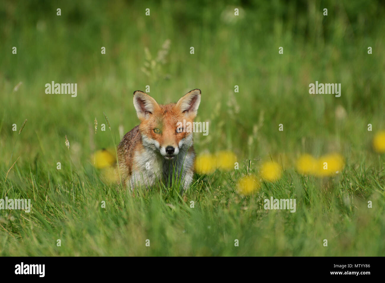 Fox rurale Foto Stock