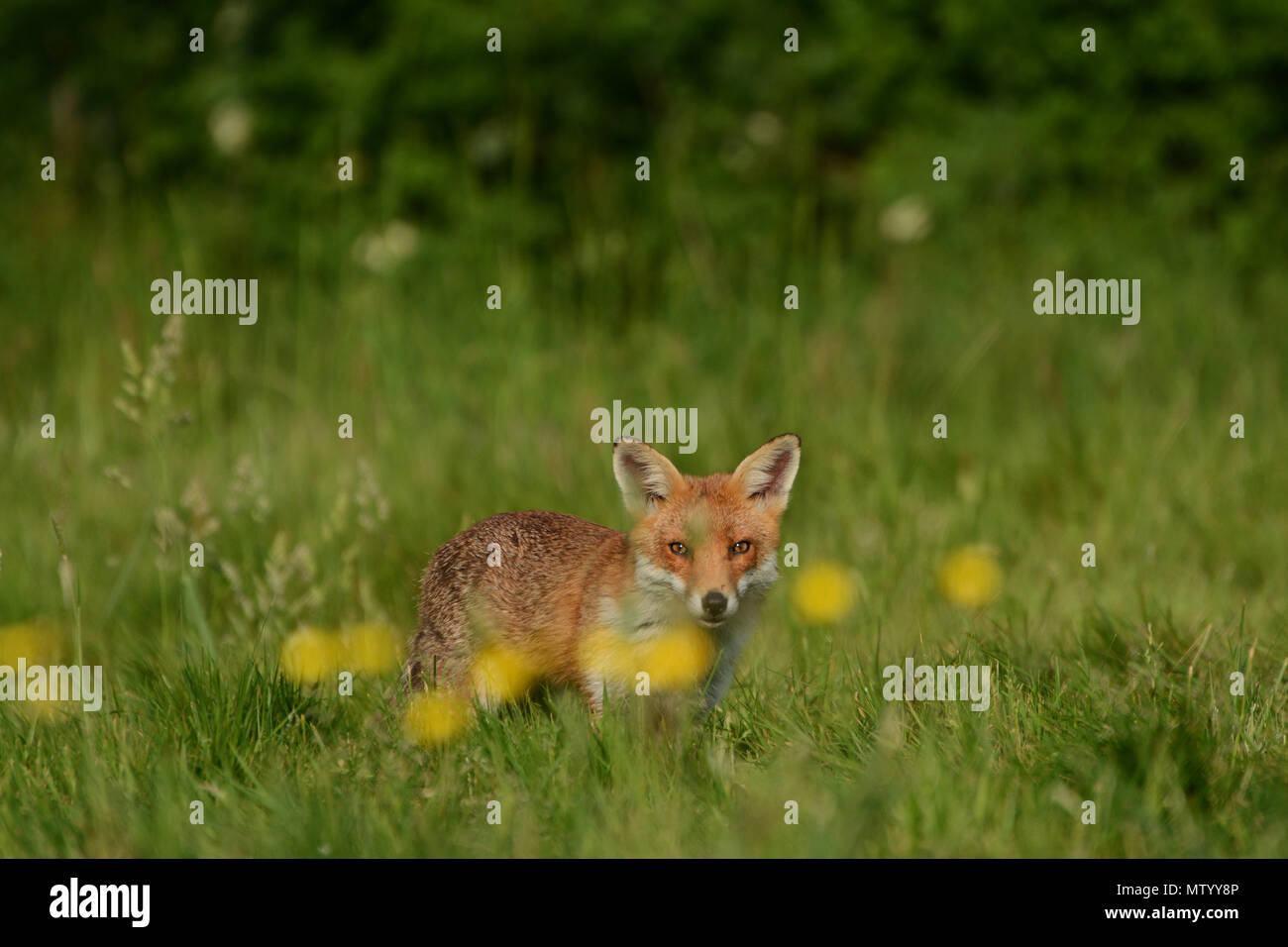 Fox rurale Foto Stock