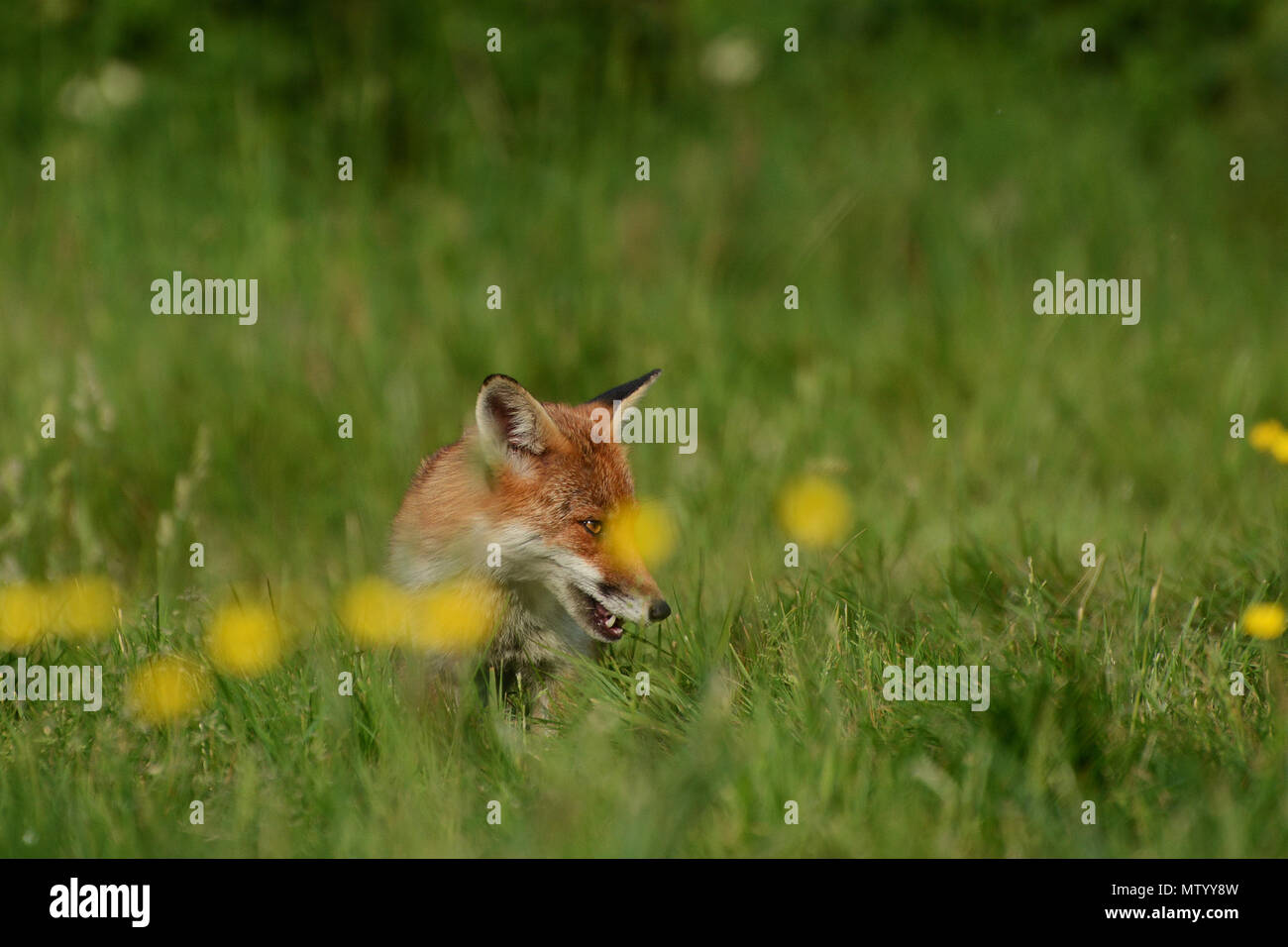 Fox rurale Foto Stock