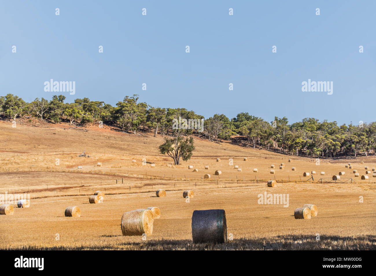 Balle di fieno in un campo, Australia occidentale, Australia Foto Stock
