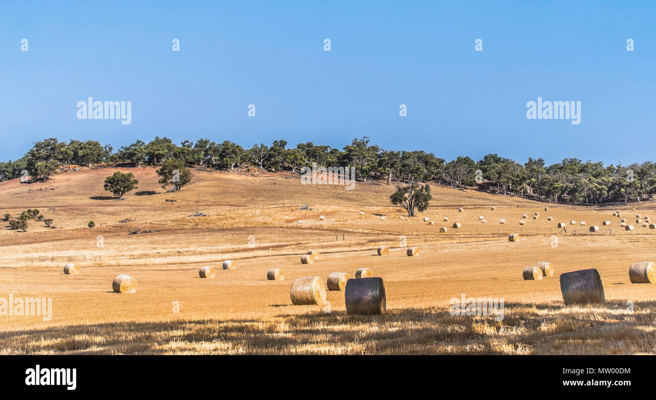 Balle di fieno in un campo, Australia occidentale, Australia Foto Stock