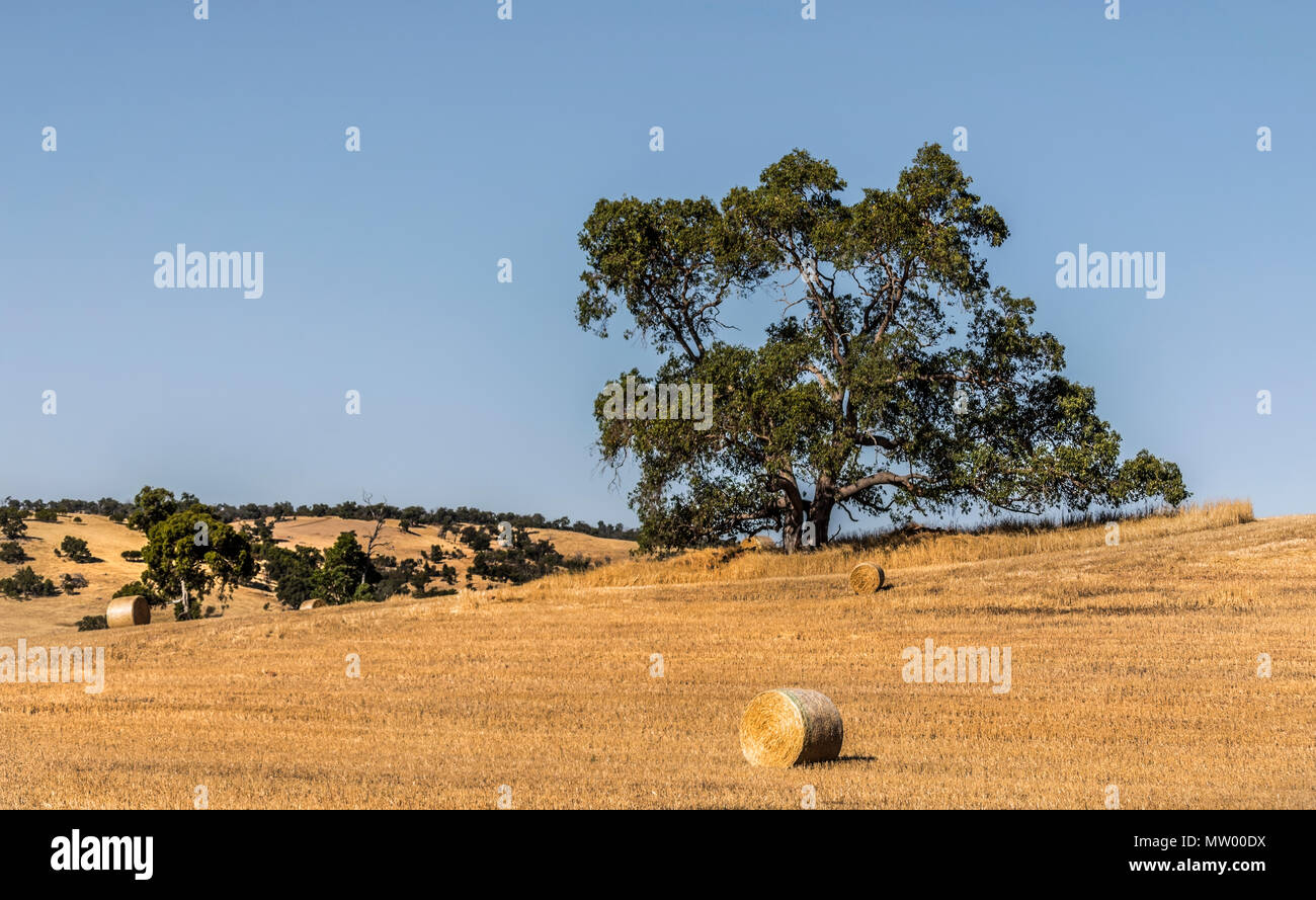 Balle di fieno in un campo, Australia occidentale, Australia Foto Stock