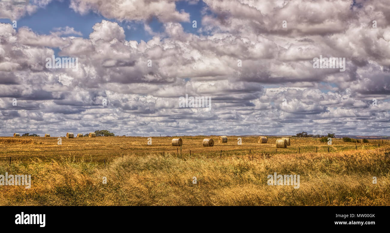 Balle di fieno in un campo, Australia occidentale, Australia Foto Stock