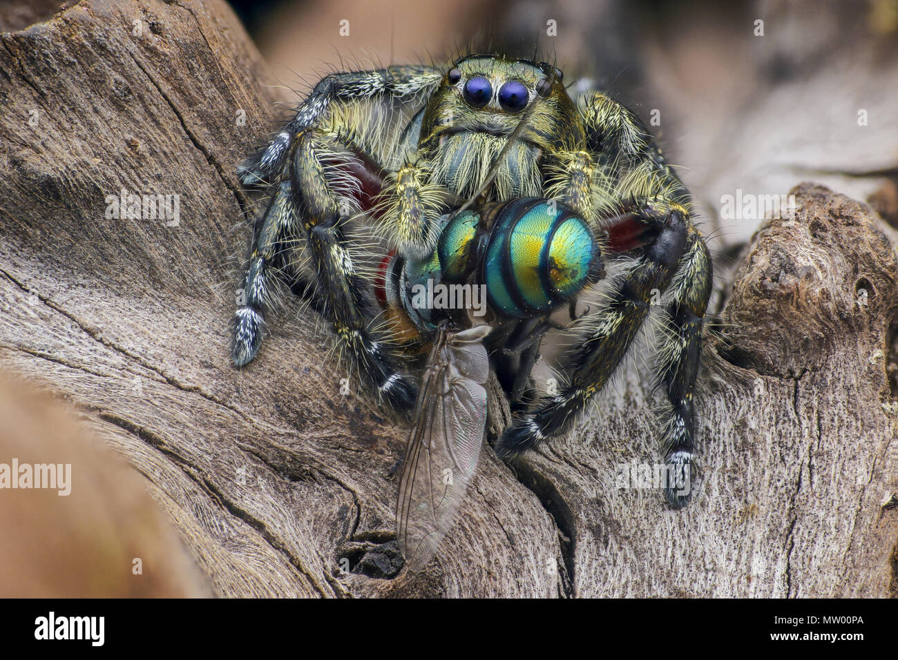 Jumping spider con la preda, Batam, Kepulauan Riau, Indonesia Foto Stock