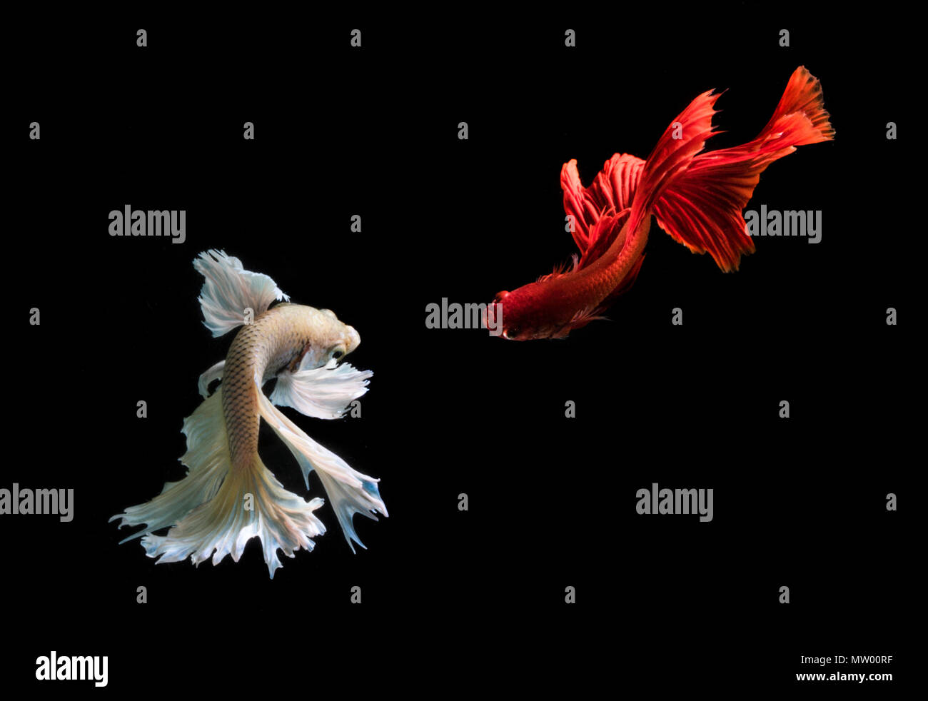 Due Betta pesce nuotare, Batam, Kepulauan Riau, Indonesia Foto Stock