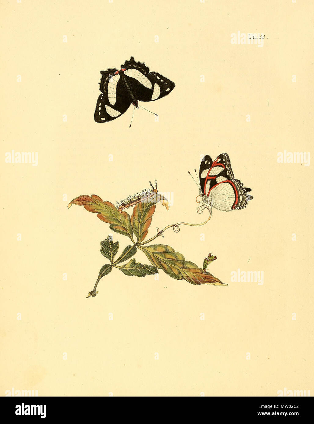 . Illustrazione di: Pyrrhogyra neaerea (come syn. Papilio tipha) . 1848. Jan Sepp (1778 - 1853) 551 Sepp-Surinaamsche vlinders - pl 011 piastra neaerea Pyrrhogyra Foto Stock