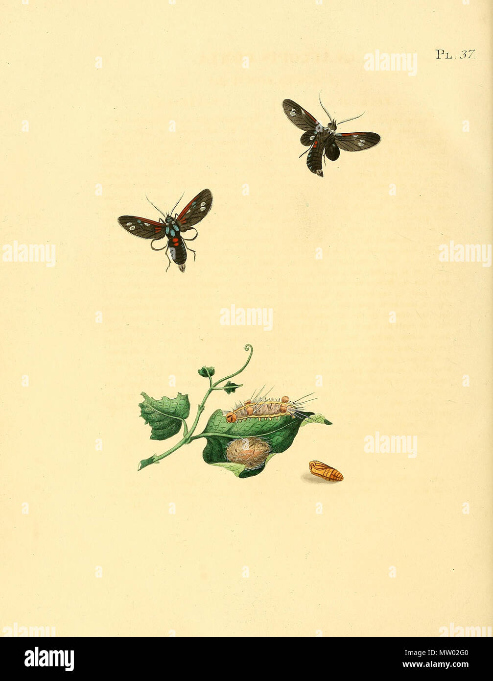 . Illustrazione di: unidentified butterfly, descritto come Glaucopis comta. 1848. Jan Sepp (1778 - 1853) 551 Sepp-Surinaamsche vlinders - pl 037 piastra descr. Come Glaucopis comta Foto Stock