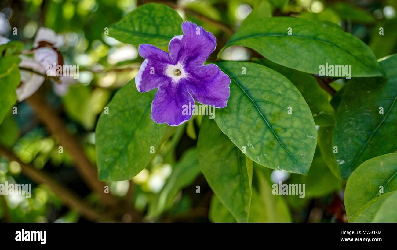 Brunfelsia Latifolia flower closeup 1. Foto Stock