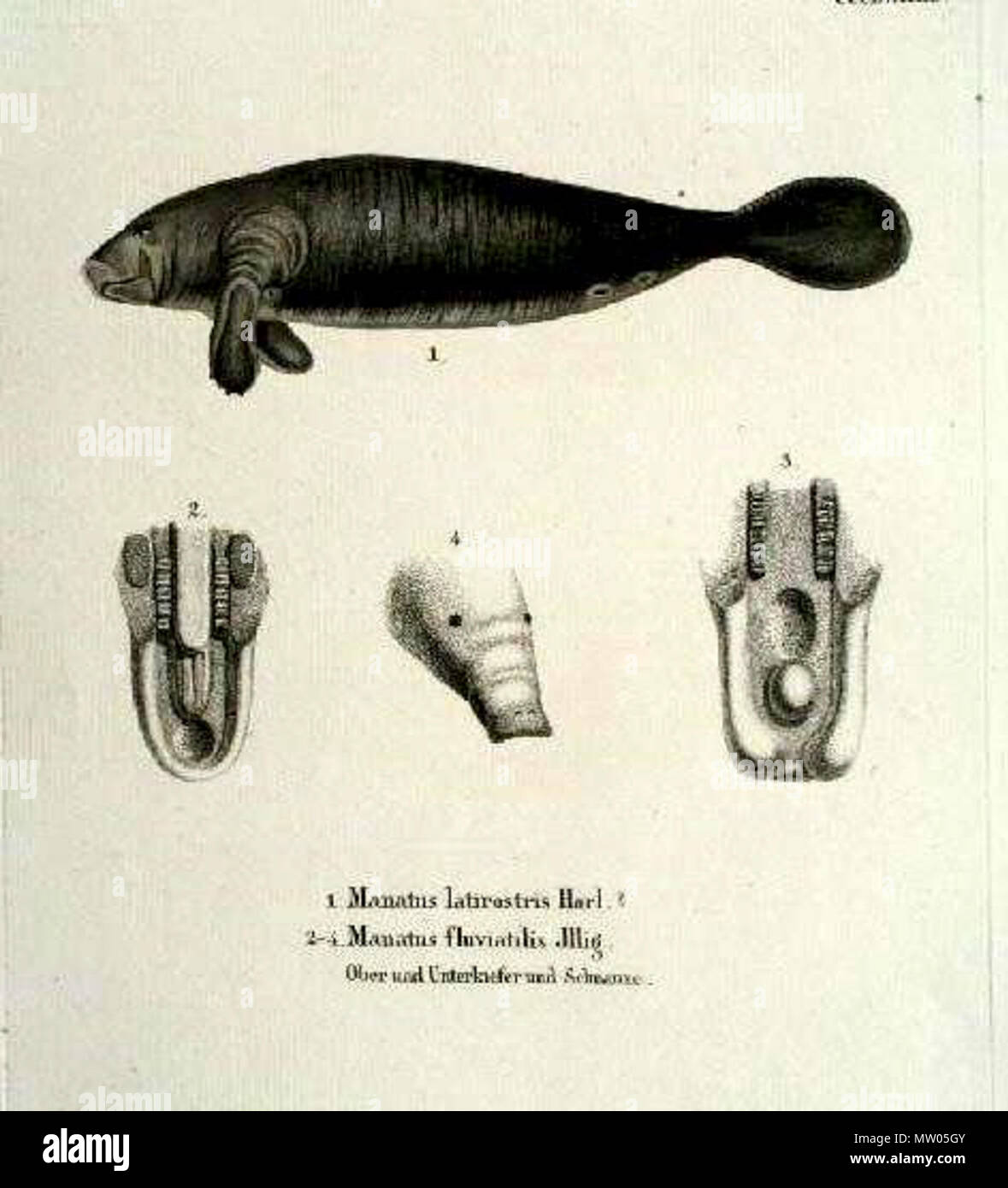. Manatus latirostris Harl, Manatus fluviatilis Jllg. Fossilworks PaleoDB link: Manatus latirostris equivale a Trichechus manatus latirostris Nota: Manatus fluviatilis ILLIGER, Abhandl. d. Kön. Akad. d. Wissens. a Berlino, 1809-1811, p. 110. Questo nome dato senza diagnosi, compare con M. americanus in un elenco del sud americana di mammiferi ed è un en:nomen nudum.[1] . Attacco, tempo di origine: ca. 1835. Johann Andreas Fleischmann (1811-1878) 562 Sirenia latirostris e Sirenia fluvatilis Foto Stock