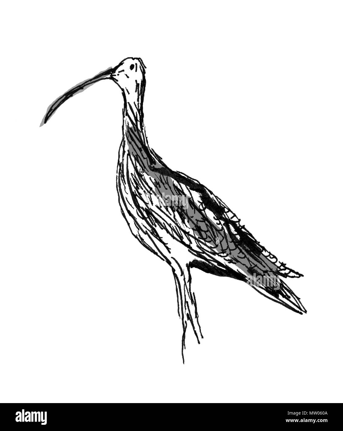 Bird su albero lumb Foto Stock