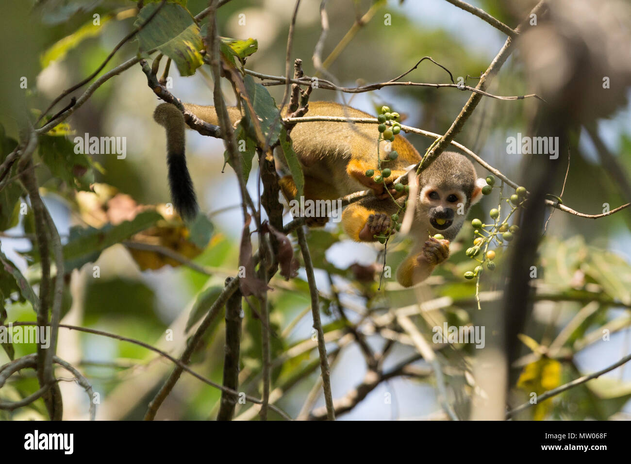 Adulto comune di Scimmia di scoiattolo, Saimiri sciureus, negli alberi lungo il fiume Pacaya, Loreto, Perù Foto Stock