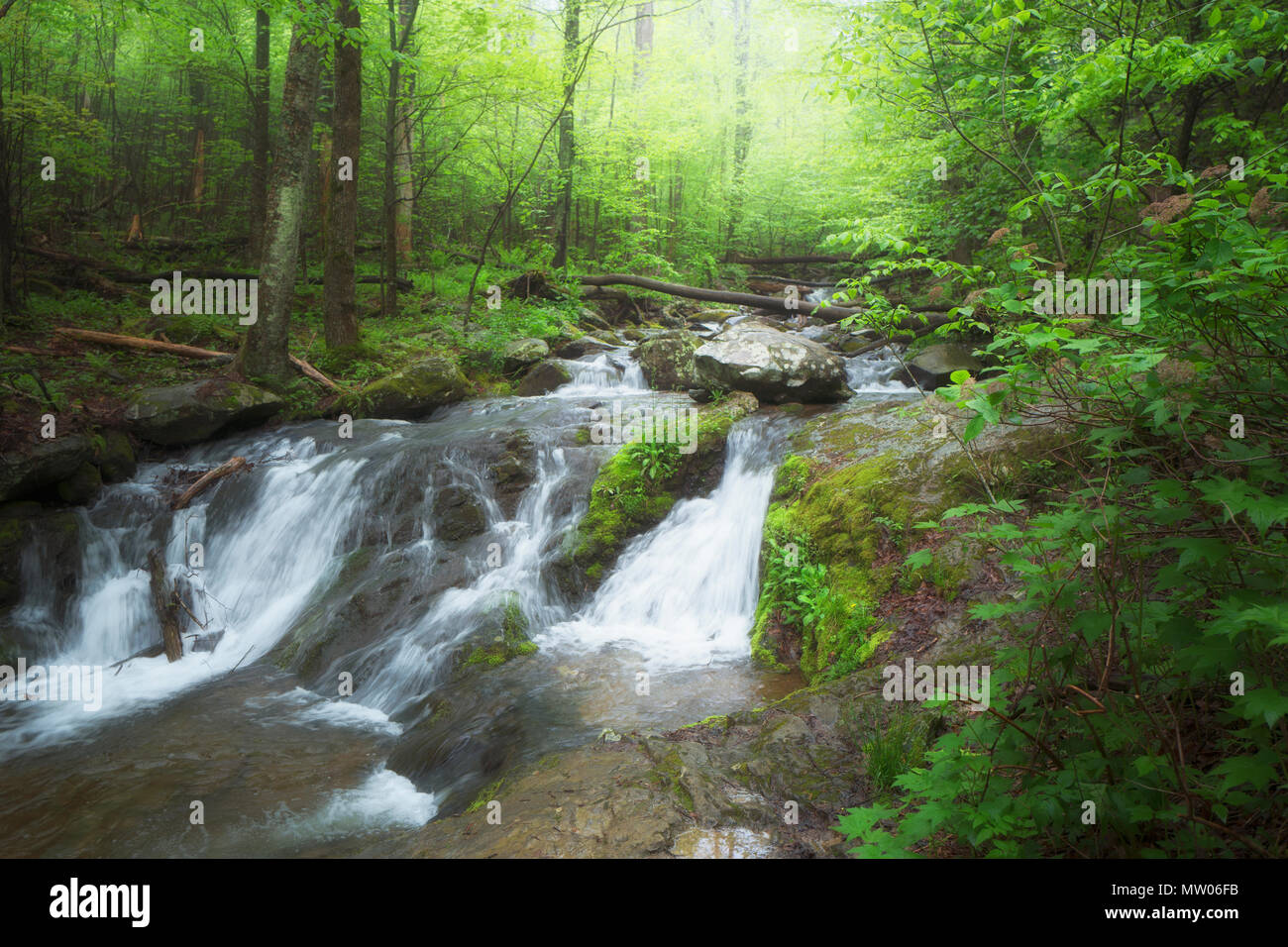 Vista di Shenandoah National Park, STATI UNITI D'AMERICA Foto Stock