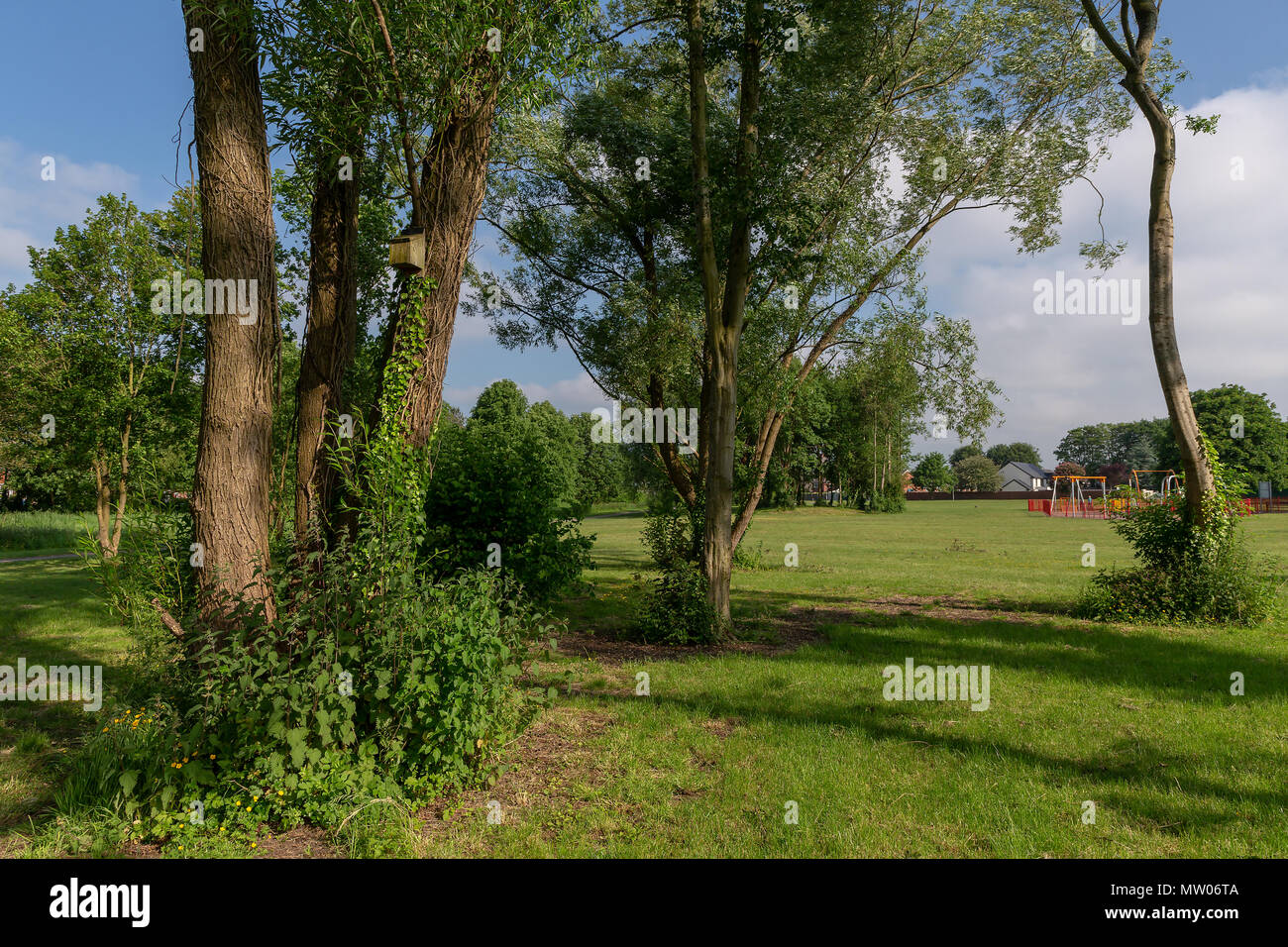29 maggio 2018   una bat box altissimo in una crepa willow tree entro Bruche Park, Warrington, Cheshire, Inghilterra, Regno Unito Foto Stock