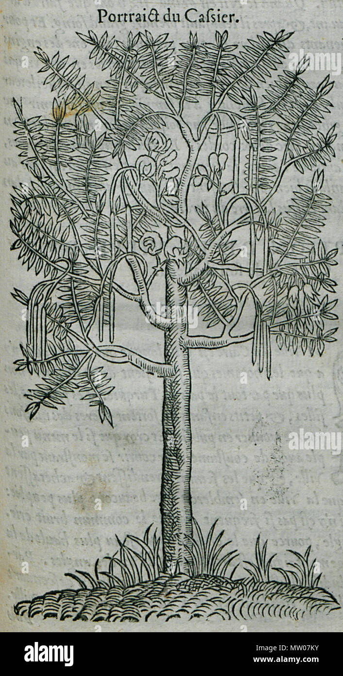 . Inglese: Pierre Belon. Les osservazioni de plusieurs singularitez & choses mémmorables, trouvées en Grèce, Asie, Judée, Egypte, Arabie, aux autres pays étrangers, Parigi, Guillaume Cavellat & Gilles Corrozet, 1554. 1554. Pierre Belon (1517-1564) nomi alternativi Bel.; Белон Пьер; Pierre Belon; Pierre Belon du Manse; Petrus Bellonius Cenomanus; Belon; Pierre Belon Le Mans Descrizione naturalista francese, scrittore, zoologo, medico, botanico e diplomatico naturalista francese Data di nascita e morte 1517 Aprile 1564 Luogo di nascita e morte Cérans-Foulletourte Parigi competente controllo : Q445 Foto Stock