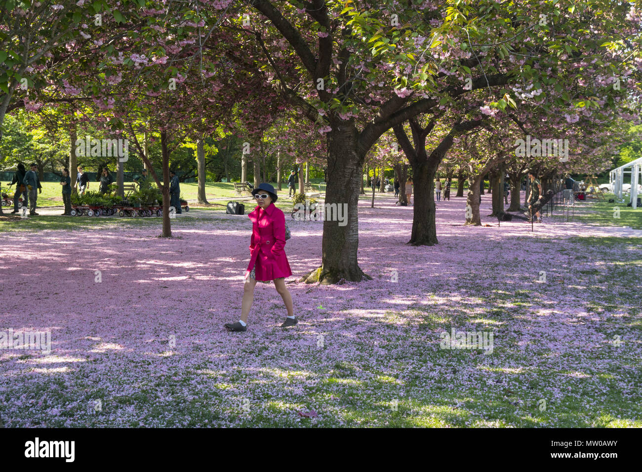 Un tappeto di fiori ciliegio copre il terreno in Cherry Esplanade al Brooklyn Botanic Garden, Brooklyn, New York. Foto Stock