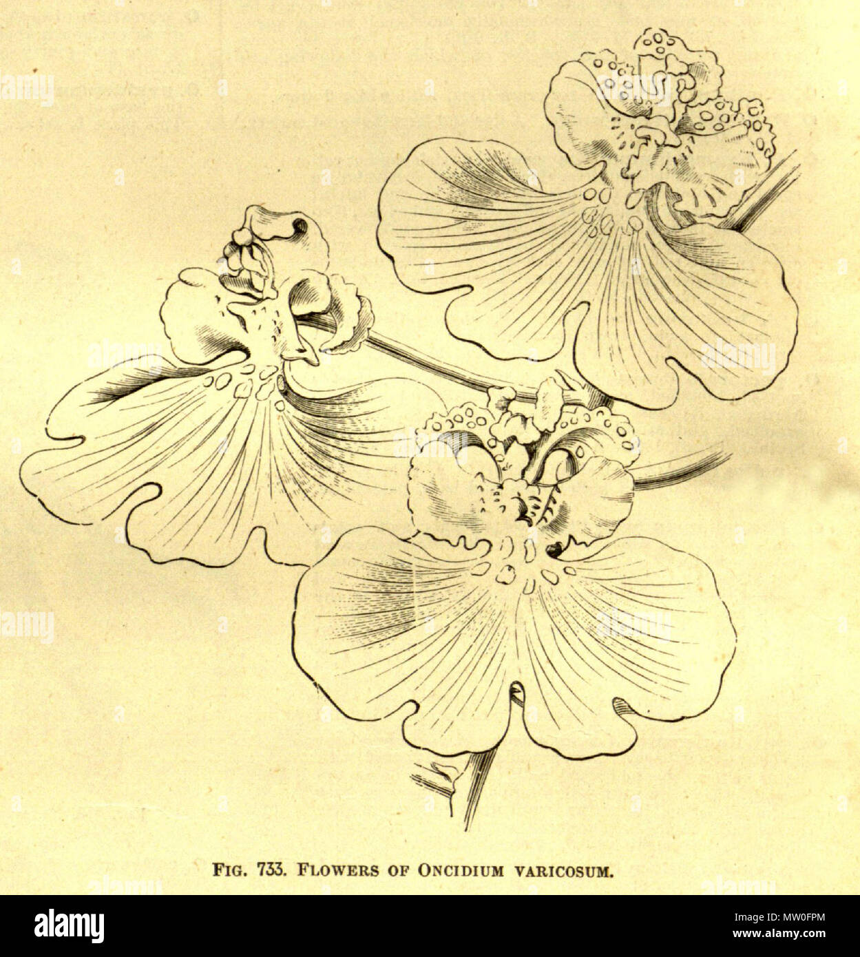 . Illustrazione di: Oncidium varicosum . tra il 1884 e il 1888. A cura di George Nicholson 456 Oncidium varicosum - Ill. dict.gard.5-490 (1884-1888) Foto Stock