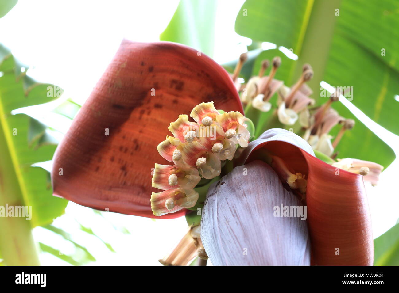 Banana Flower con cuore di banana e giovani le banane Foto Stock