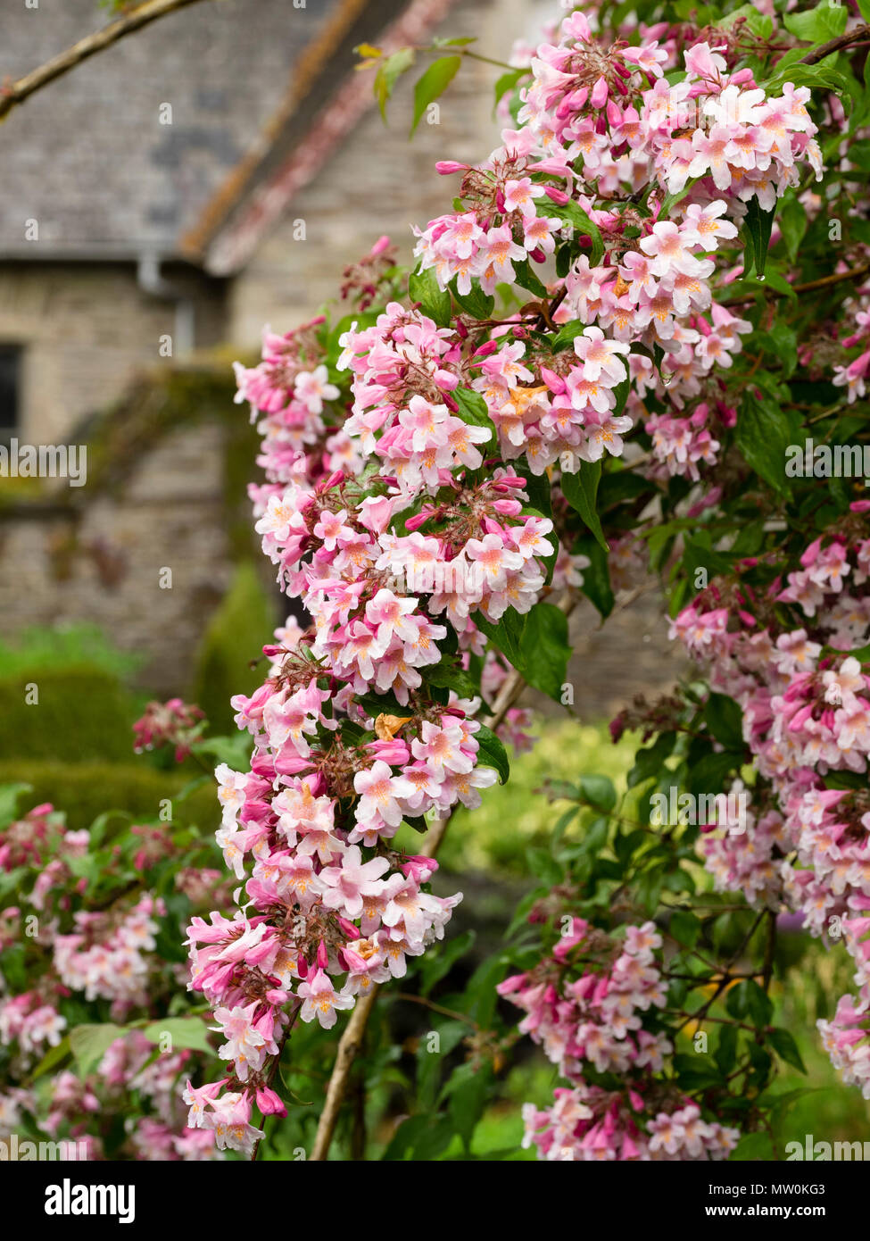 Inarcamento crescita appesantiti dai fiori di colore rosa dell'estate precoce fioritura bellezza bush, Kolkwitzia amabilis rosa 'Cloud' Foto Stock