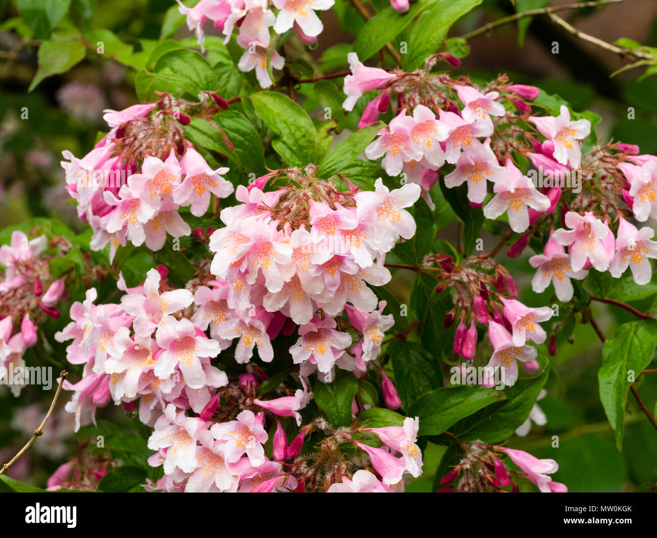 Close up dei fiori di colore rosa dell'estate precoce fioritura bellezza bush, Kolkwitzia amabilis rosa 'Cloud' Foto Stock