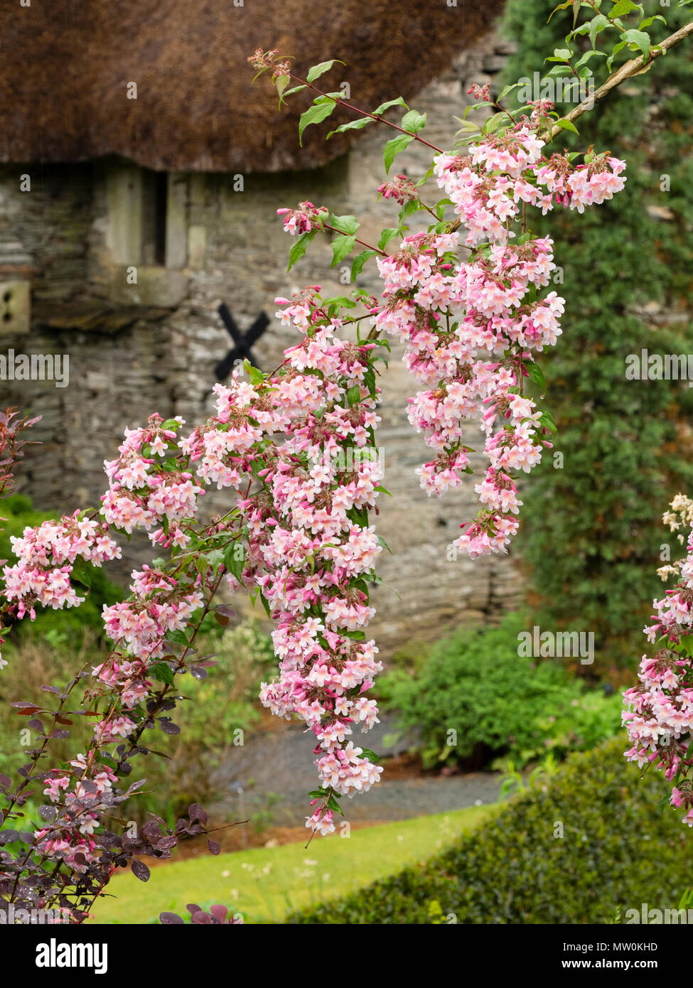 Inarcamento crescita appesantiti dai fiori di colore rosa dell'estate precoce fioritura bellezza bush, Kolkwitzia amabilis rosa 'Cloud' Foto Stock