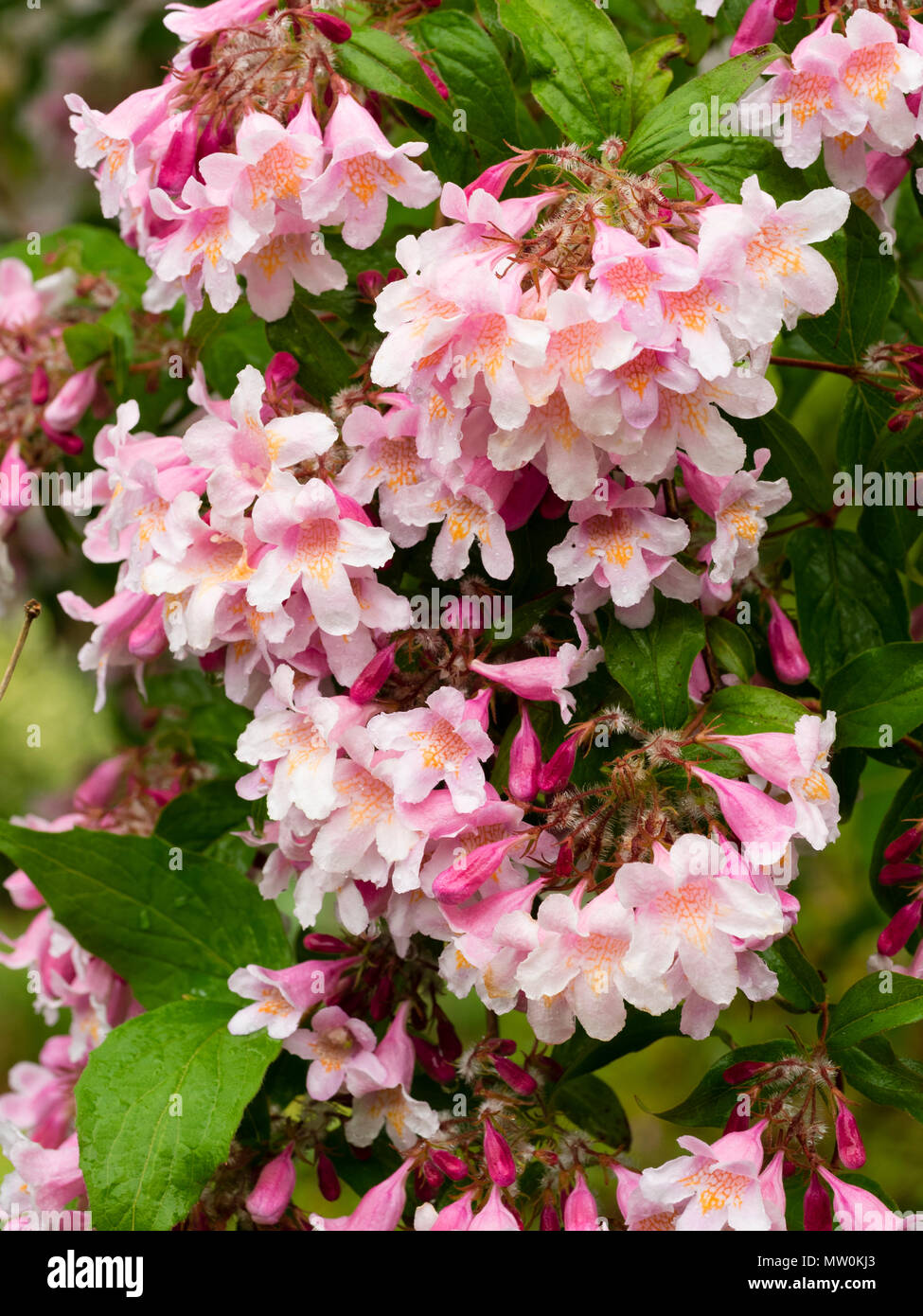 Close up dei fiori di colore rosa dell'estate precoce fioritura bellezza bush, Kolkwitzia amabilis rosa 'Cloud' Foto Stock