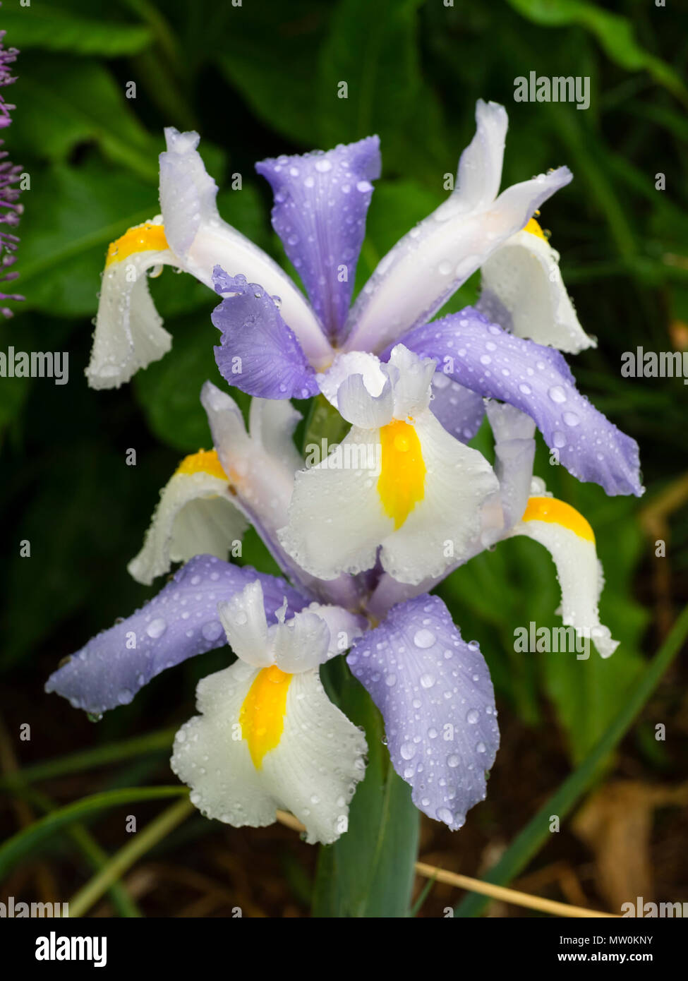 Cade in bianco e azzurro standard dell'estate precoce fioritura olandese iris, Iris x hollandica 'Silvery bellezza' Foto Stock