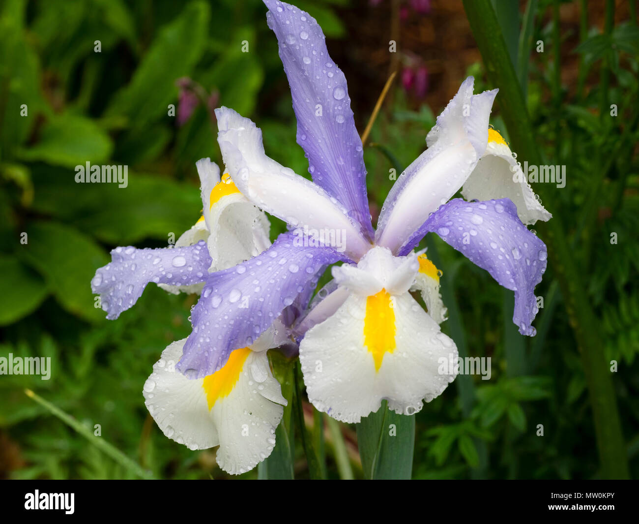 Cade in bianco e azzurro standard dell'estate precoce fioritura olandese iris, Iris x hollandica 'Silvery bellezza' Foto Stock