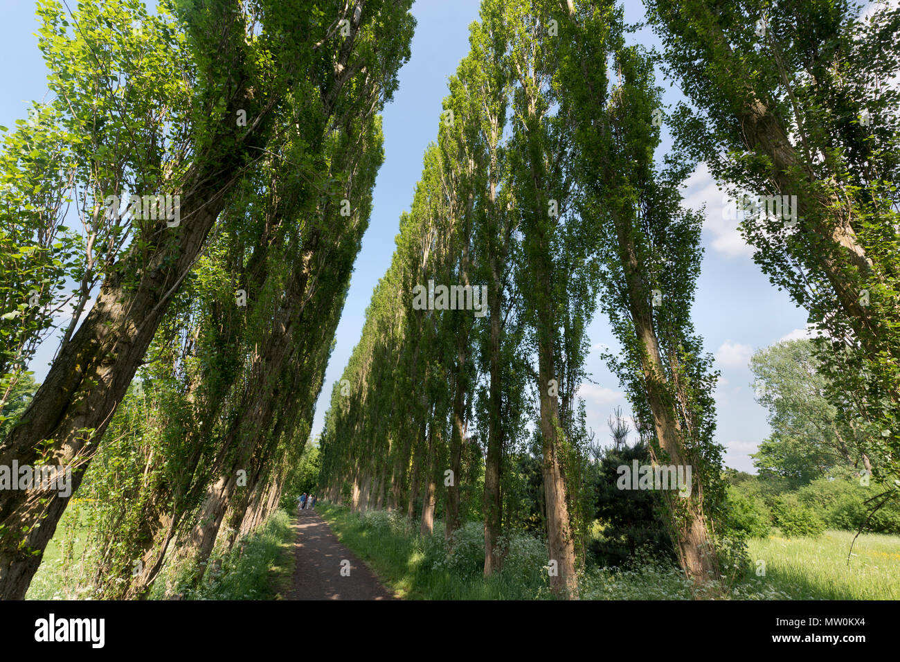 Un viale alberato percorso in Fletcher Moss botanico di Didsbury, Manchester, Regno Unito. Foto Stock
