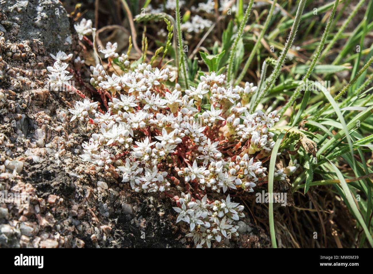 Dolce di fiori bianchi di inglese Stonecrop (Sedum anglicum) crescente su e rocce intorno Portelet Bay - Jersey, Isole del Canale Foto Stock