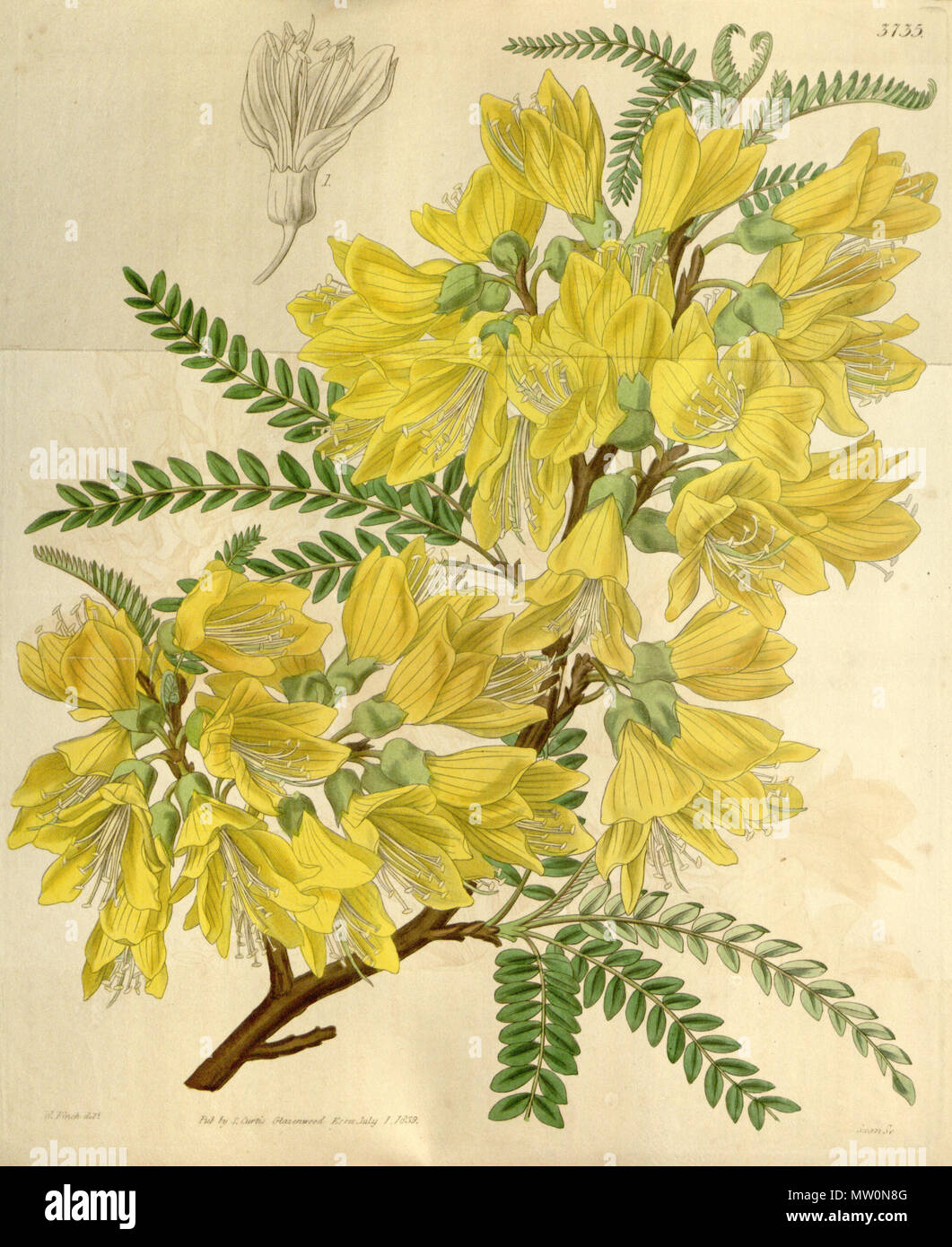 . Inglese: Sophora macnabiana, come Edwardsia macnabiana. L'identità di questa piante è dubbia. Il nome è stato associato ad un impianto di cilena, ormai riconosciuto come Sophora cassioides (F.Phil) Sparre. Vedere i riferimenti in Wikispecies. Il 29 dicembre 2011. R. Graham 567 Sophora macnabiana Foto Stock . Inglese: Sophora macnabiana, come Edwardsia macnabiana. L'identità di questa piante è dubbia. Il nome è stato associato ad un impianto di cilena, ormai riconosciuto come Sophora cassioides (F.Phil) Sparre. Vedere i riferimenti in Wikispecies. Il 29 dicembre 2011. R. Graham 567 Sophora macnabiana Foto Stock