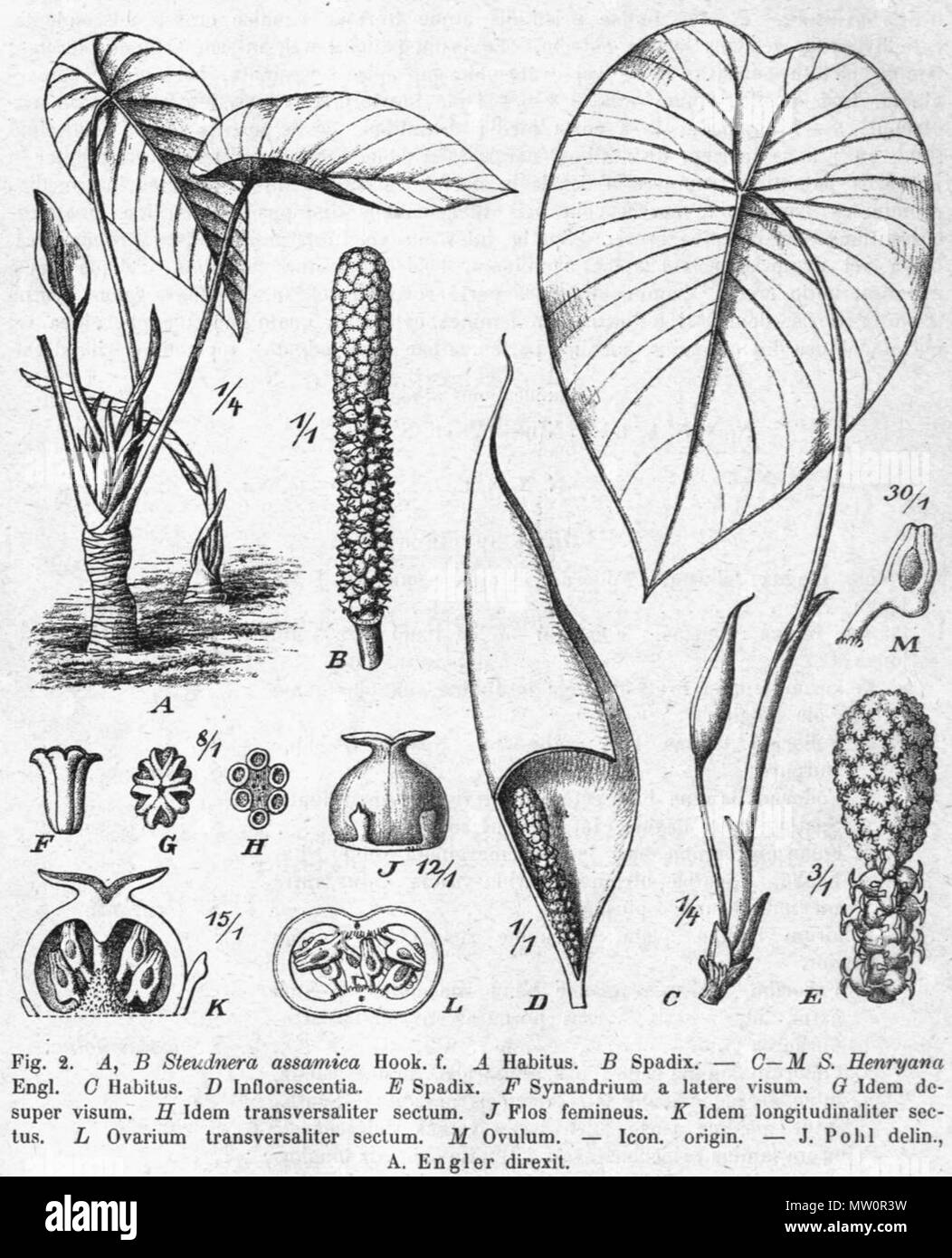 . Inglese: Steudnera assamica disegno botanico . 1920. Disegno: Pohl (d. 1939) e Engler (d. 1930) 576 Steudnera assamica Pflanzenreich Foto Stock