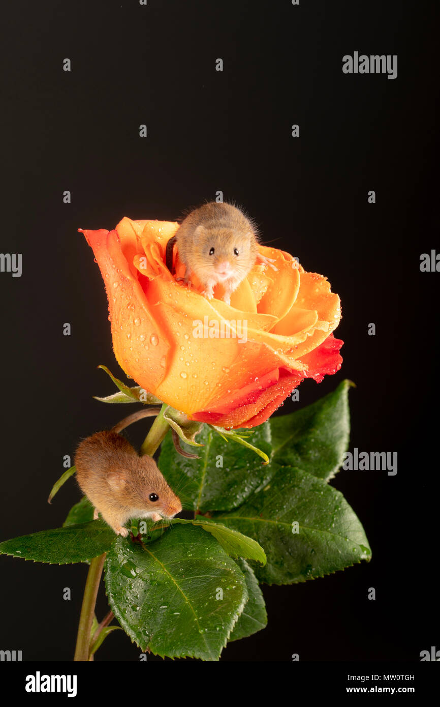 Harvest mouse fa comodo su una rosa Foto Stock