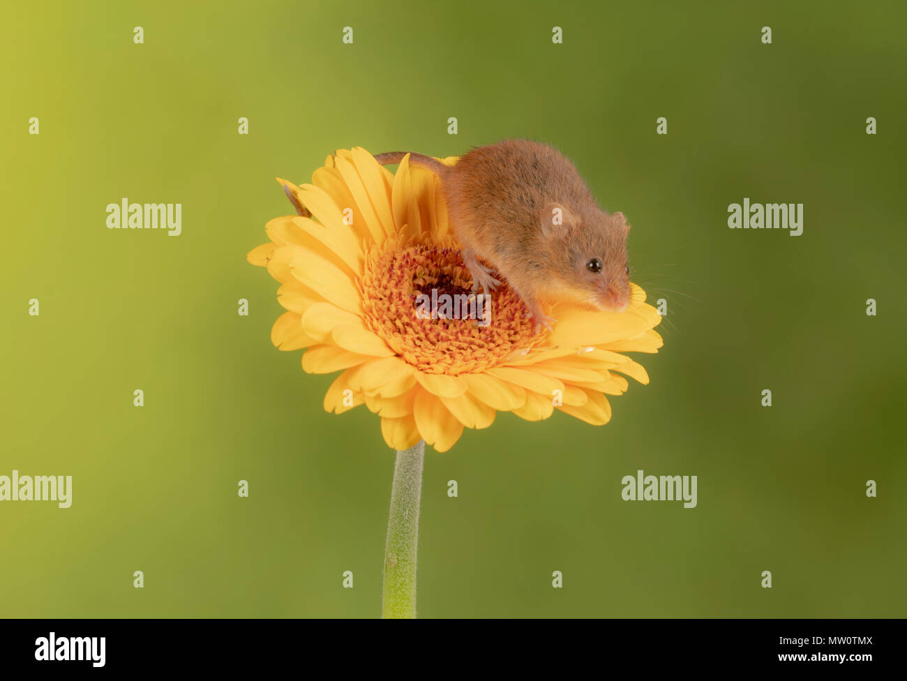 Harvest mouse arrampicata su una gerbera gialla su un sfondo per studio Foto Stock