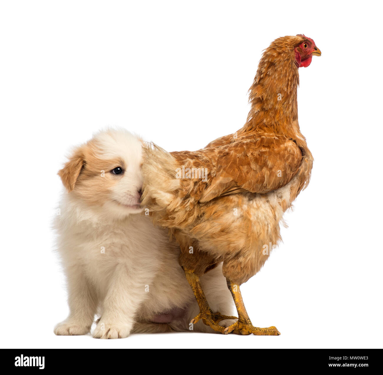 Border Collie cucciolo, 6 settimane di età, seduti dietro una gallina e ha la sua testa nella gallina piume di coda davanti a uno sfondo bianco Foto Stock