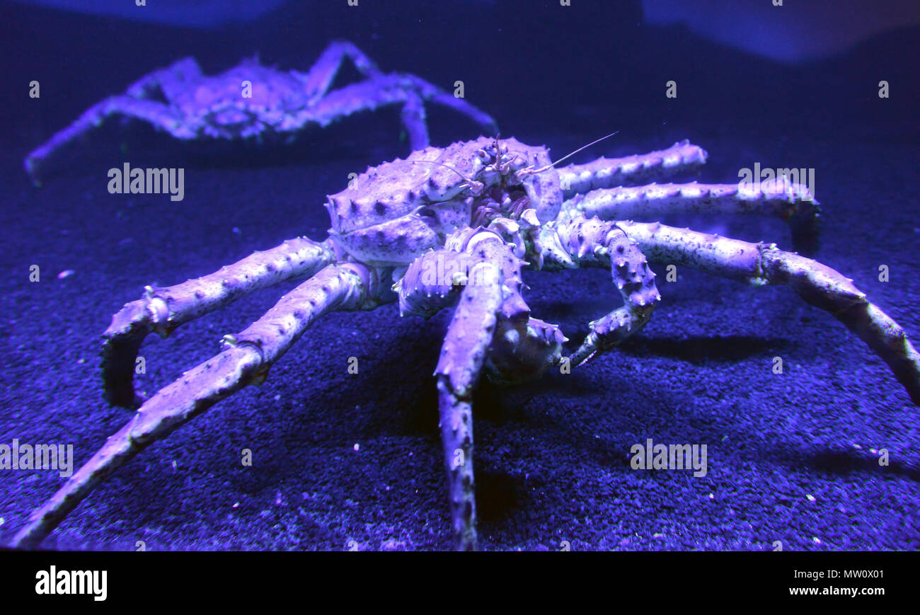 Big Red granchio reale sul fondo dell'acquario Foto Stock