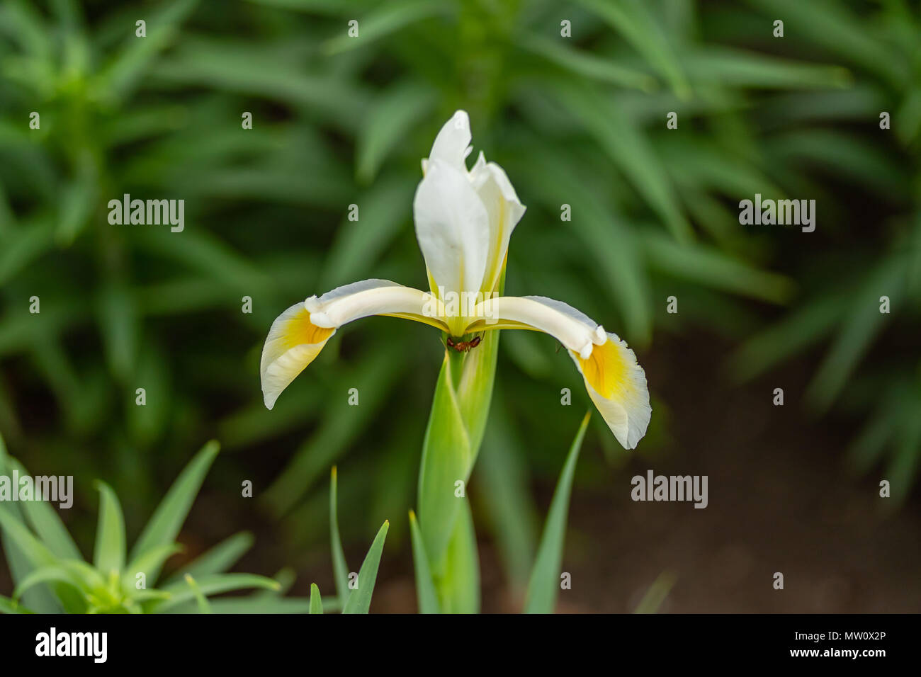 Una formica lavorando sodo su un iride bianco fiore al mattino presto Foto Stock