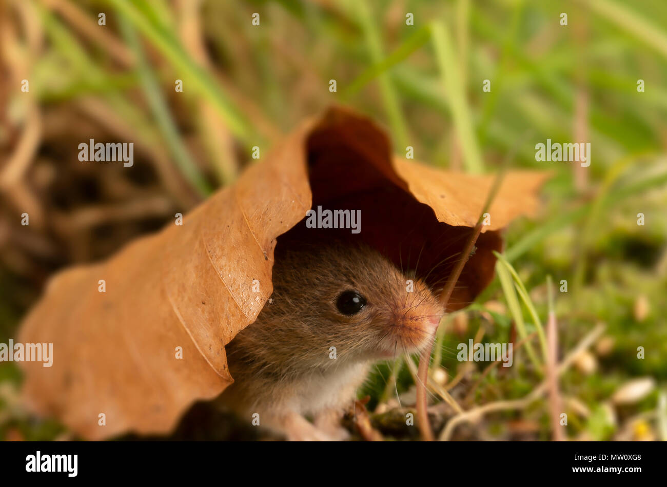 Un po' di harvest mouse ripari sotto una foglia Foto Stock