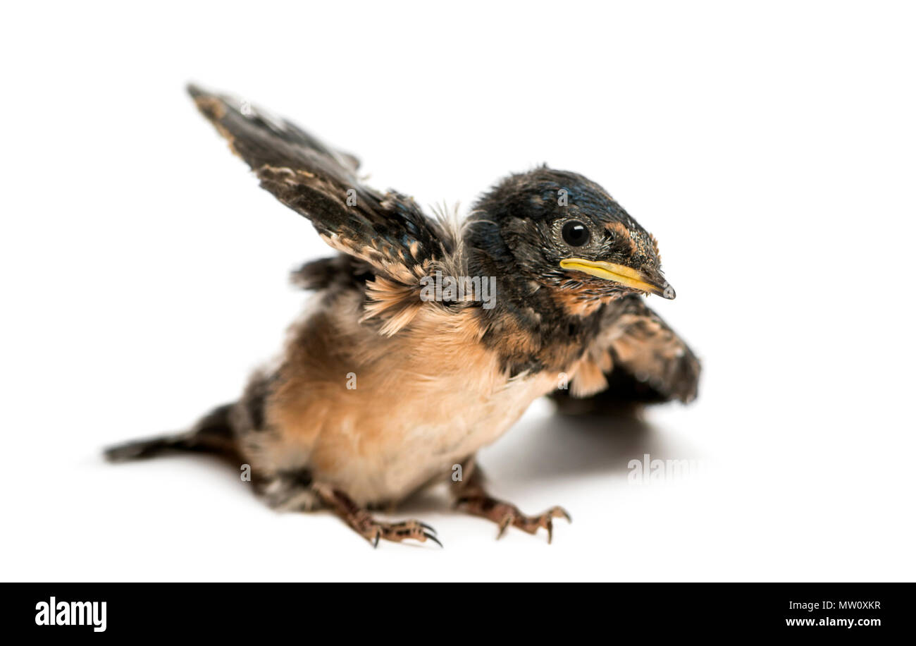 Baby Barn Swallow cercando di prendere il largo, Hirundo rustica, isolato su bianco Foto Stock