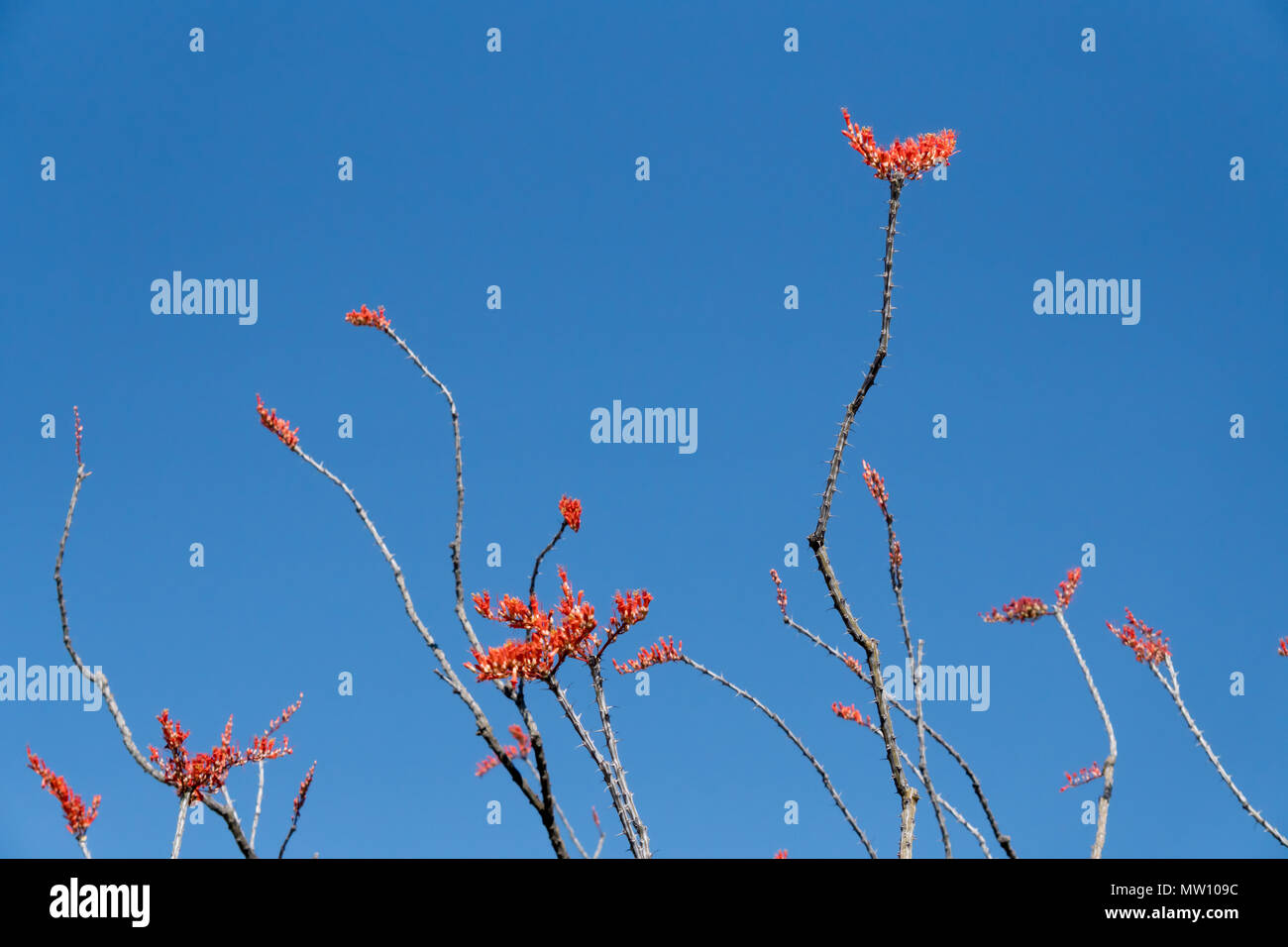 Ocotillo rami contro il cielo blu Foto Stock