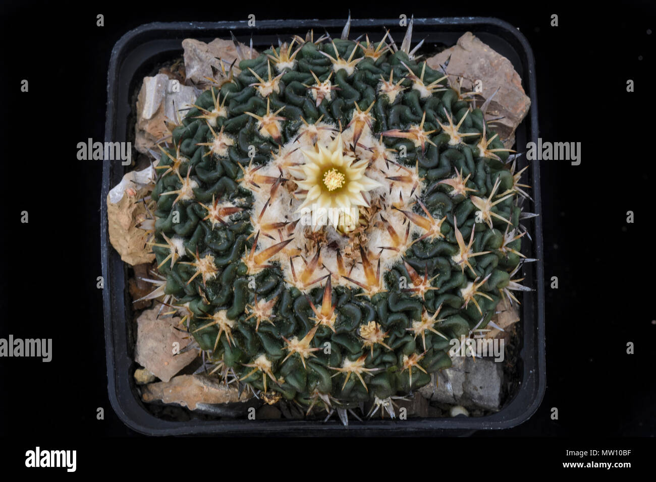 Cactus Echinofossulocactus con fiore isolato su nero Foto Stock