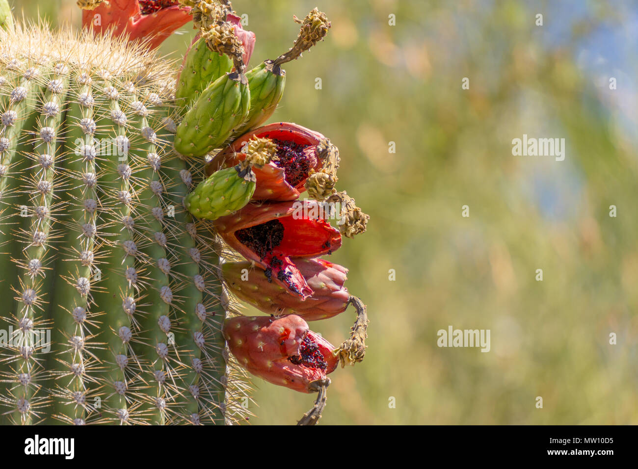 Cactus Saguaro frutto sul lato Foto Stock