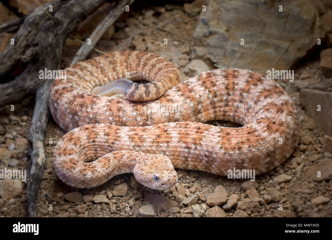 Chiazzato Rattlesnake sul terreno con pietre e bastoni Foto Stock