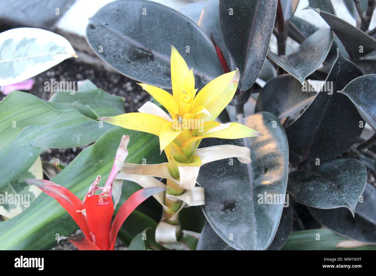 Rosso e giallo di piante tropicali con foglie scure in background Foto Stock