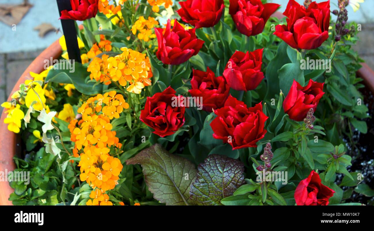 Un vaso di fiori misti con più colori vibranti Foto Stock