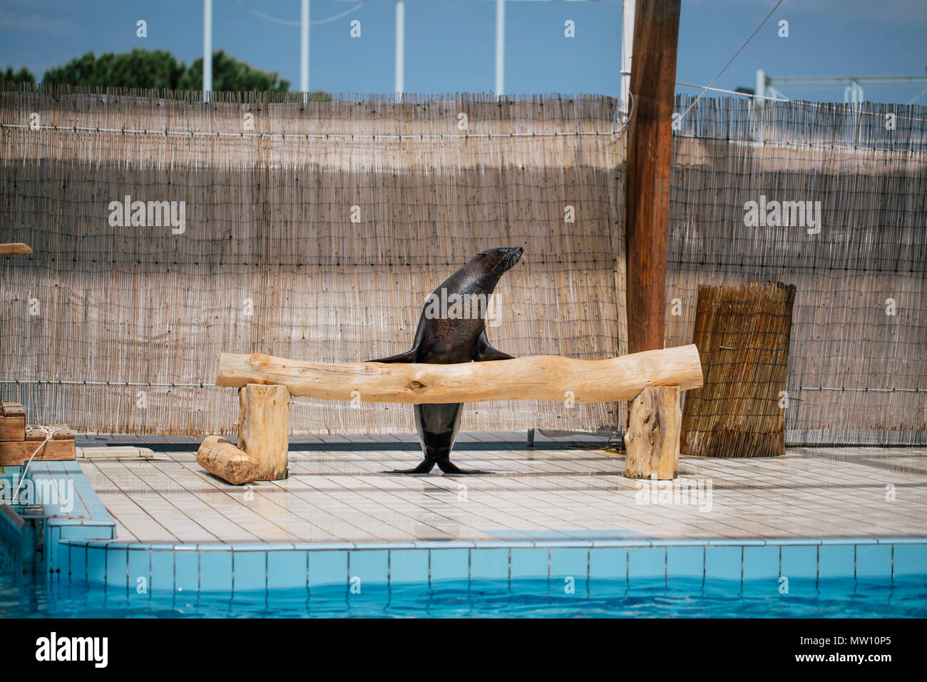 Le guarnizioni di tenuta del pool, funny salta in acqua Foto Stock