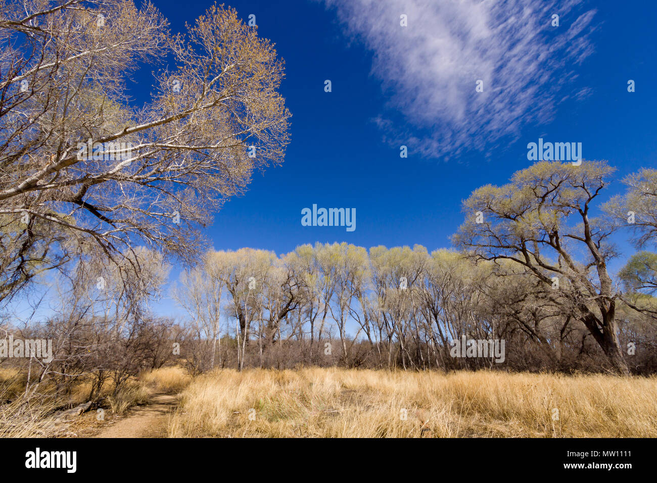 Deserto alberi pioppi neri americani Foto Stock