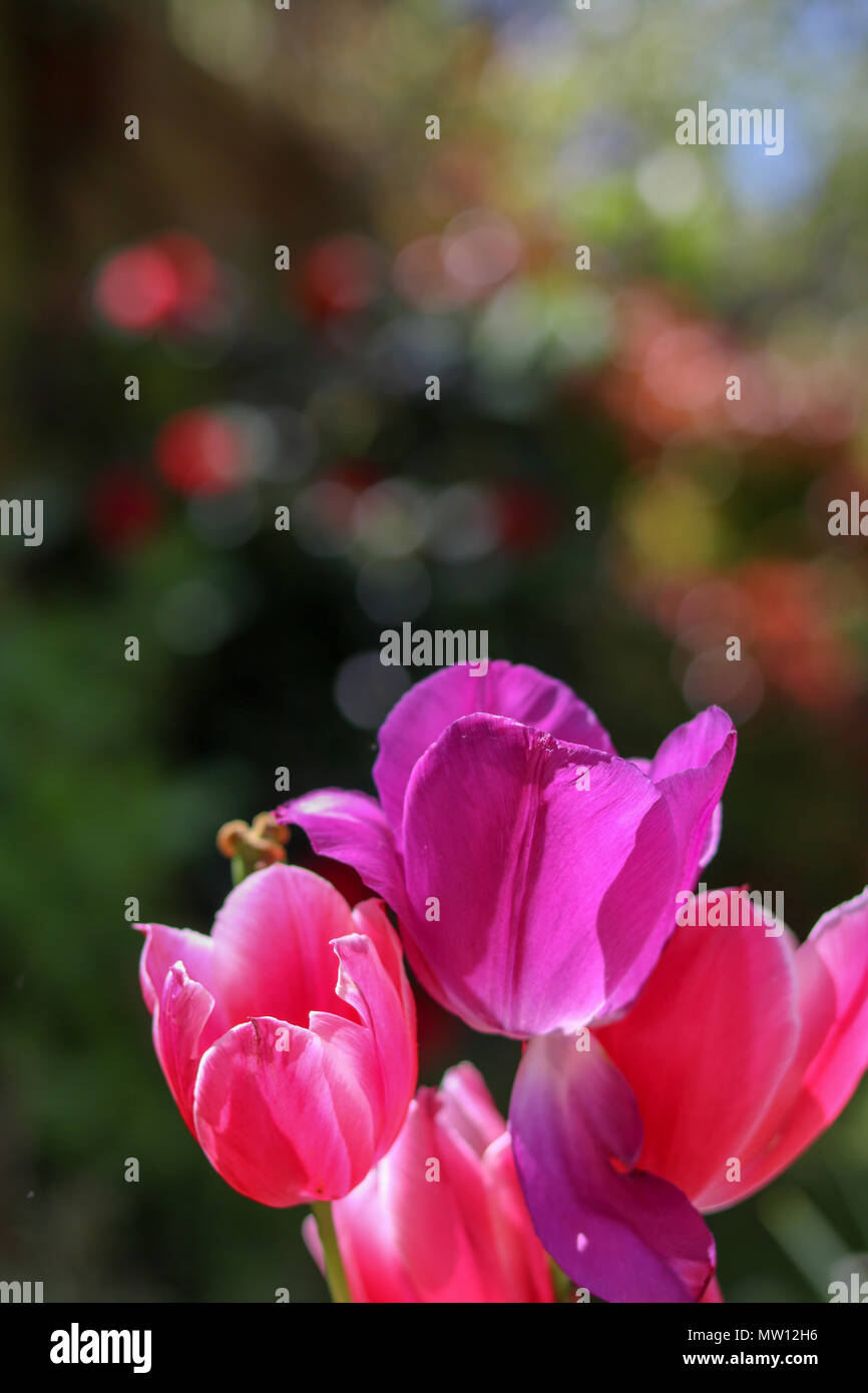 Tulipano rosa e viola brillante testa contro un giardino di primavera soleggiato Foto Stock